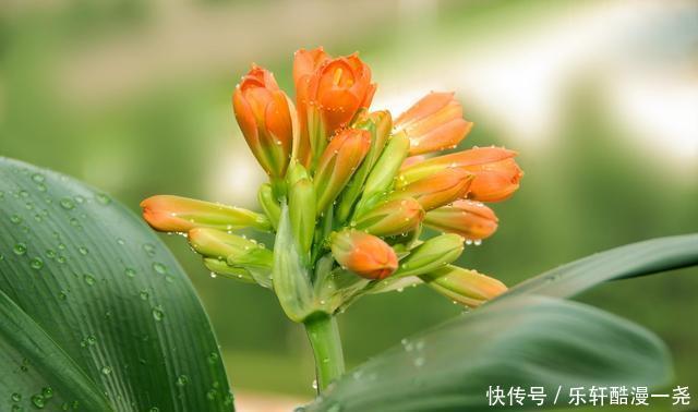 健壮|君子兰入夏要“静养”，扔一边，少管它，反而更健壮