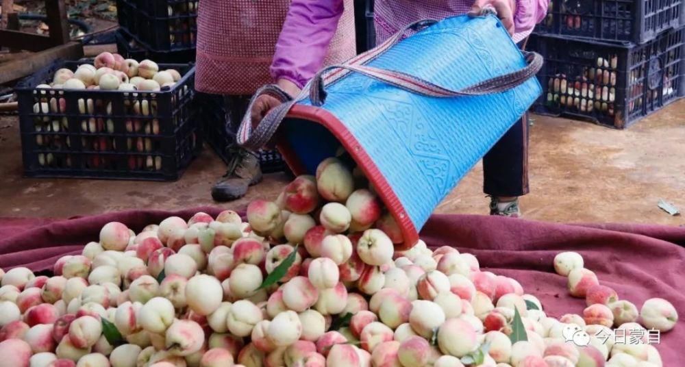 冬桃基地|冬天还有新鲜桃子吃？蒙自人太幸福了！