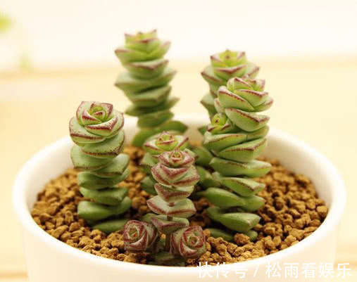 钱串|多肉钱串怎么扦插教你3个小妙招，扦插的钱串生根快速长势更旺