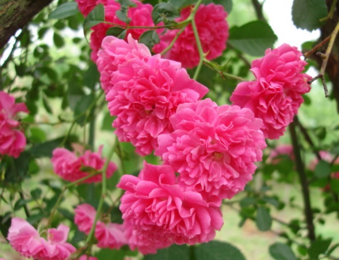 花开胜牡丹，人称“香水花”，比茉莉好看，比栀子花香，开120天