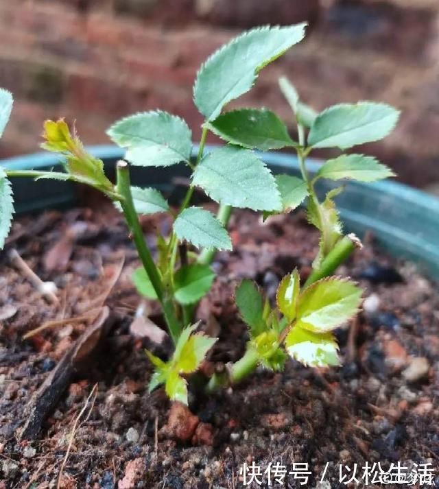 6月,最适合扦插的花,一插就活,大白根冒疯了