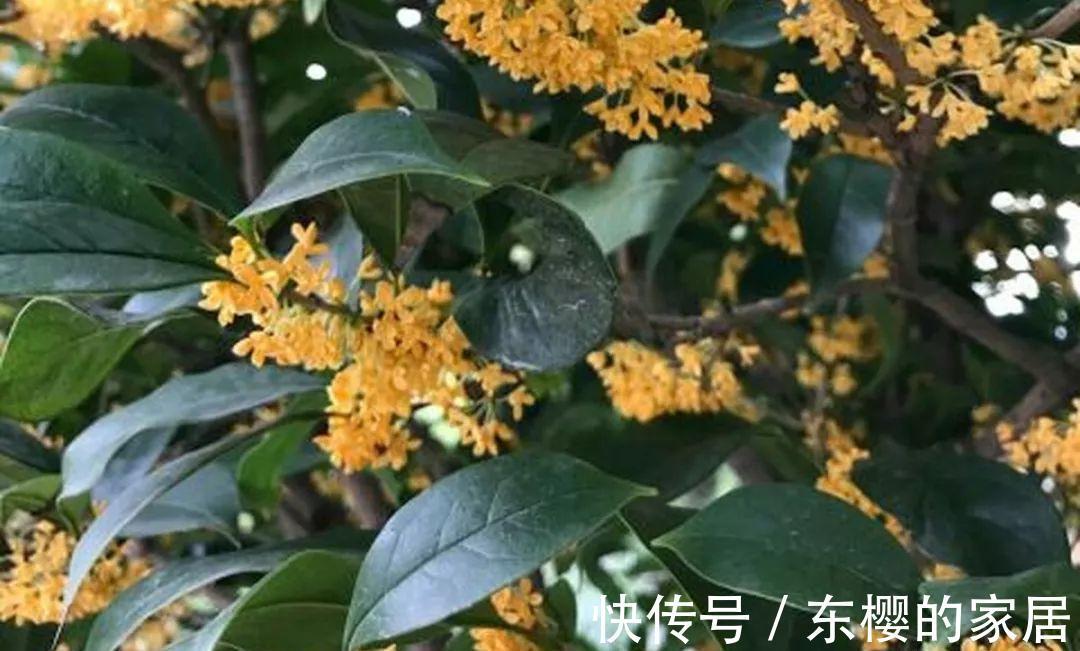 换盆时机到了，有这花赶紧换，换完立马疯长！