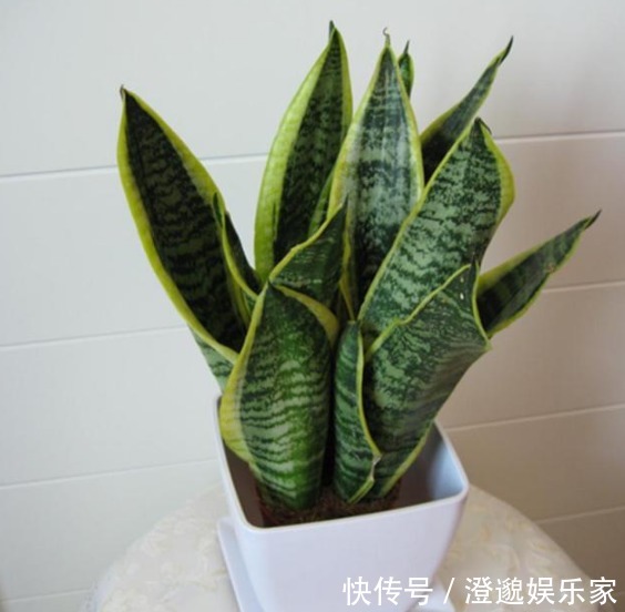 金边虎尾兰|什么发财树、君子兰都不如“3种花”，好养易活，养人又旺财
