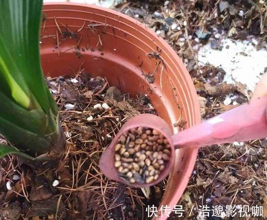 喜欢养花就扦插繁殖盆栽君子兰、矮牵牛,播种育苗十拿九稳