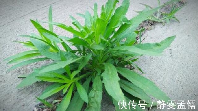 小知识|乡下1种蓬松小草，路边随处可见，常人遇到将其当杂草，错过宝贝