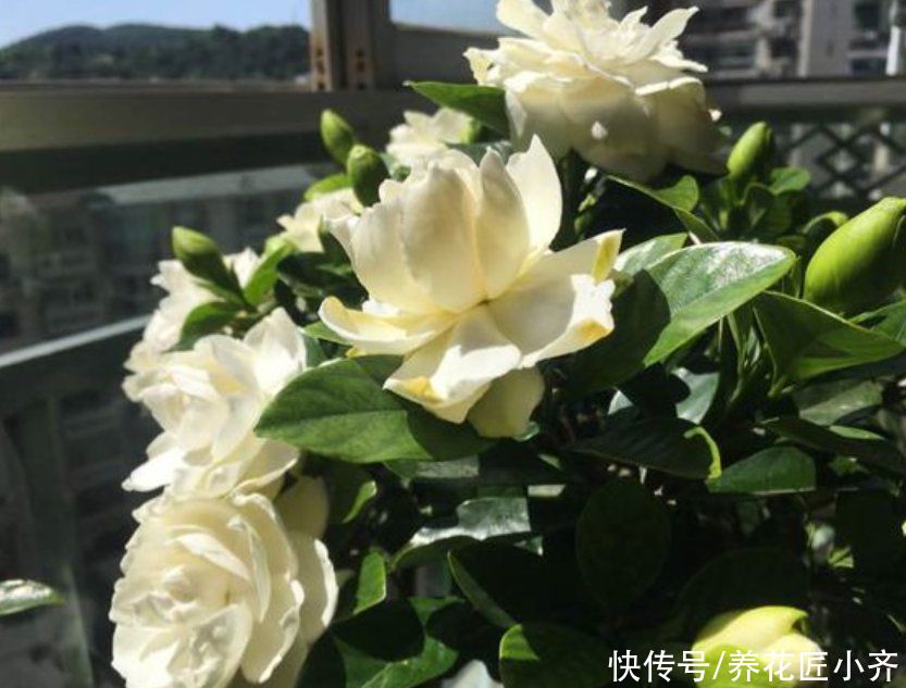 营养土|10个人养栀子花,9个人养不好,那是因为没有掌握真正的“技巧”