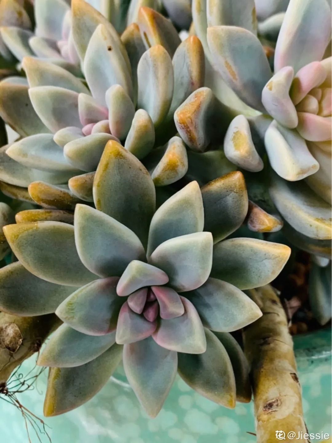 橙梦露|自从养了这8种多肉,我就没出过门,太“毒”了