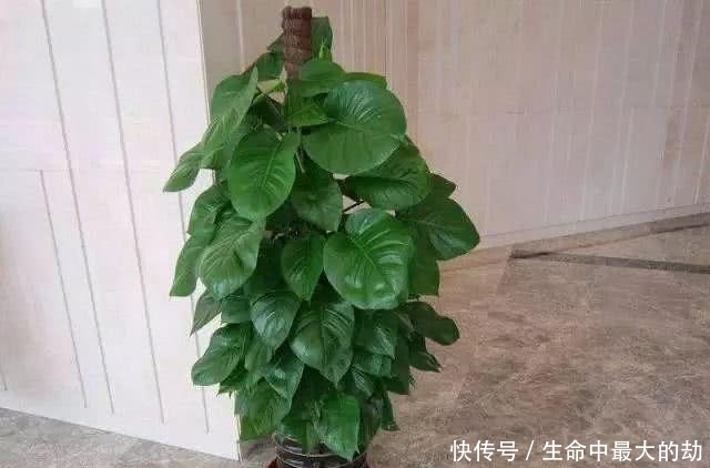 绿萝|厉害了!这12个养花技巧超级实用,新手花友别错过哦!