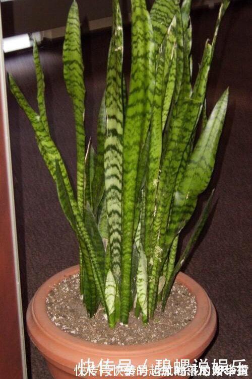 豆饼肥|虎皮兰施什么肥2种东西丢盆里，一年不用施肥，叶厚油绿新芽多