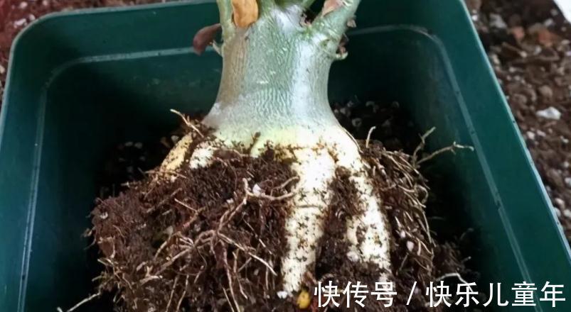 知道什么情况该换土,如何换土,才是养花人该具备的基本素质