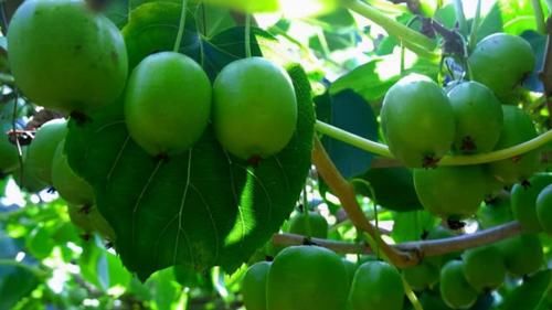 有益健康|很有营养的三种食物，处暑节气值得吃一些，排毒养颜，有益健康！