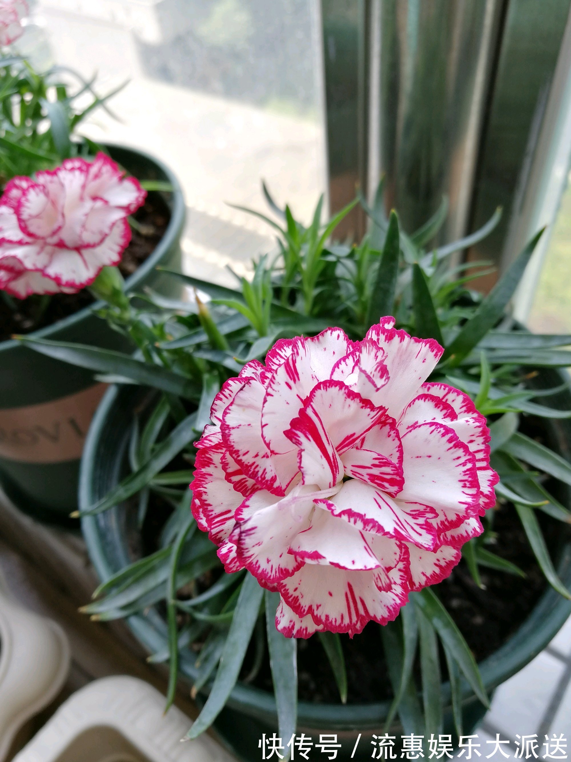 植物|花期超长的植物,开花几个月,花色漂亮,香气四溢,还可阳台盆栽