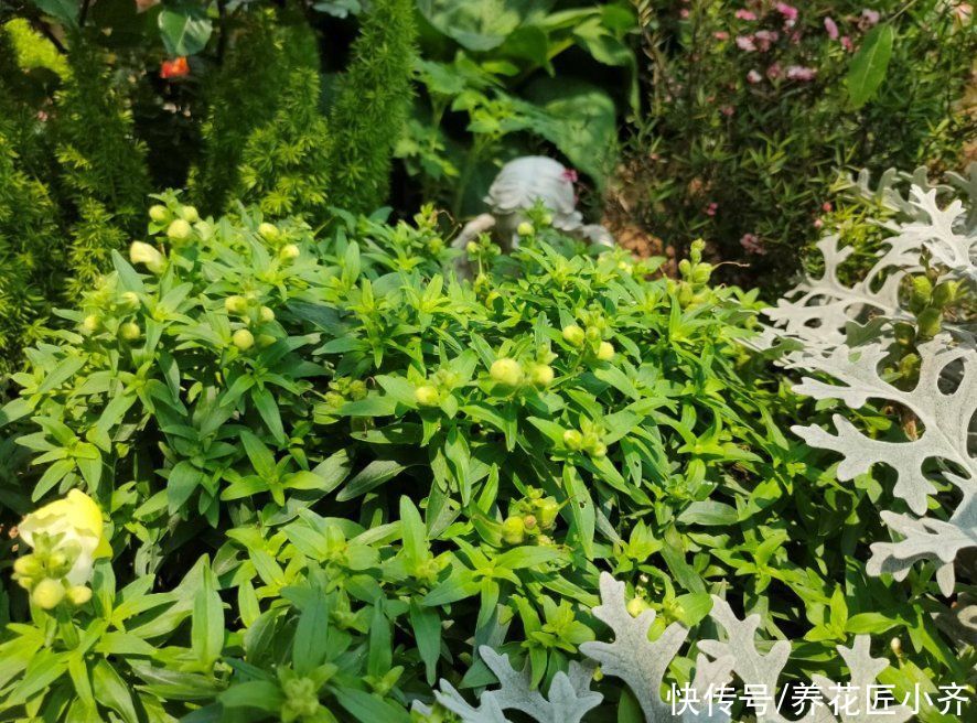 改善|家庭养花“5大忌”，想养好花，要根据植物合理改善才行