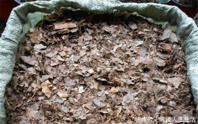 苏大爷养“君子兰”年年去公园找1种“土”,他说既便宜又肥沃!