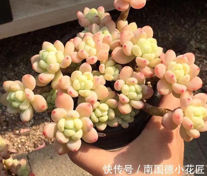 新买的多肉回家做了这一步，可以减少多肉90%死亡率