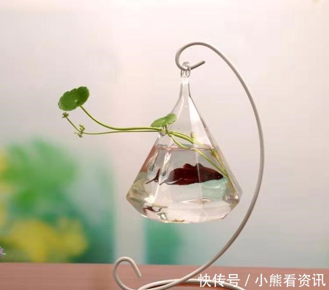 热带鱼|热带观赏鱼饲养的两个最为忌讳的问题,我们必须注意