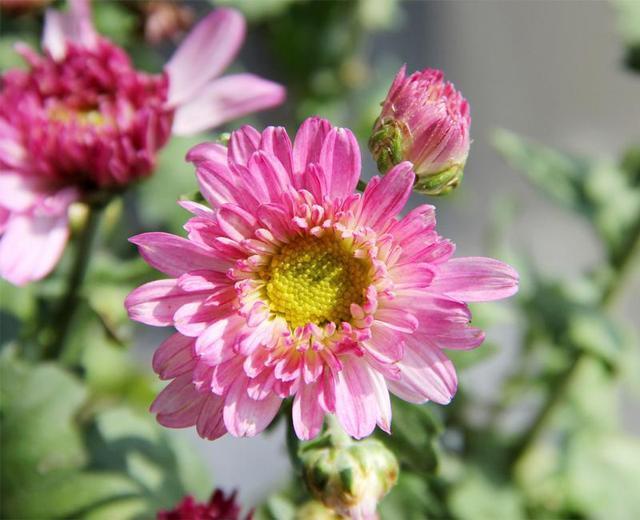 心力|“我妈也怀上了,和你一个月生”“你妈要不打掉,我就打掉”