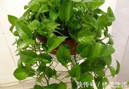 家养3种花，带走甲醛、二手烟，净化空气，不易生病好养护