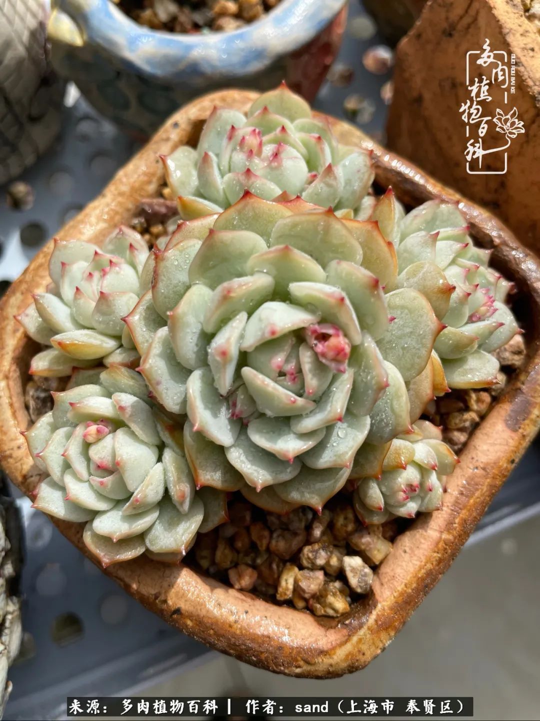 带着200多盆多肉,三个月搬两次家,是一种怎样的体验