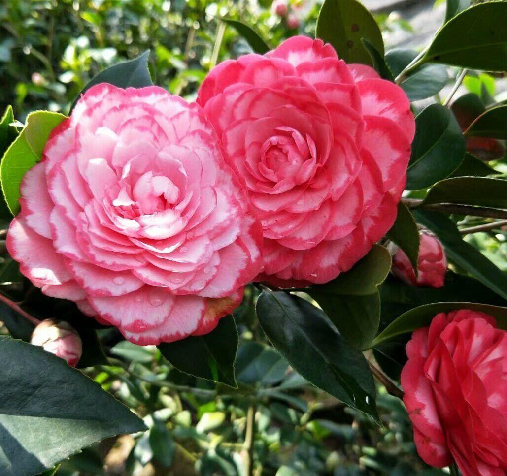 怎样才能让茶花多开花?做到3个技巧,防止花蕾掉落,花开不停