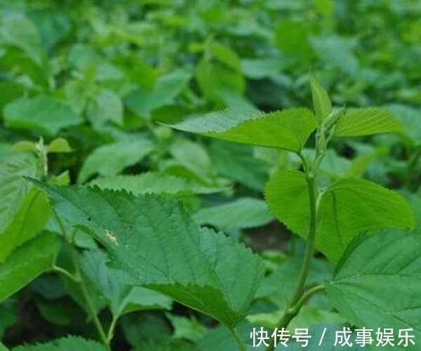 泡水|一“叶”治百病，用桑叶泡水喝，不仅降血糖，更有3大好处等着你