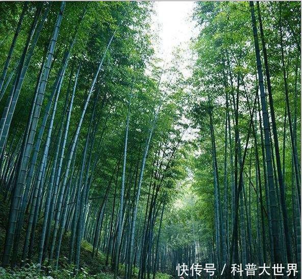 常用|竹子都是空心吗其实也有实心竹熊猫最爱吃它,生活中也常用到