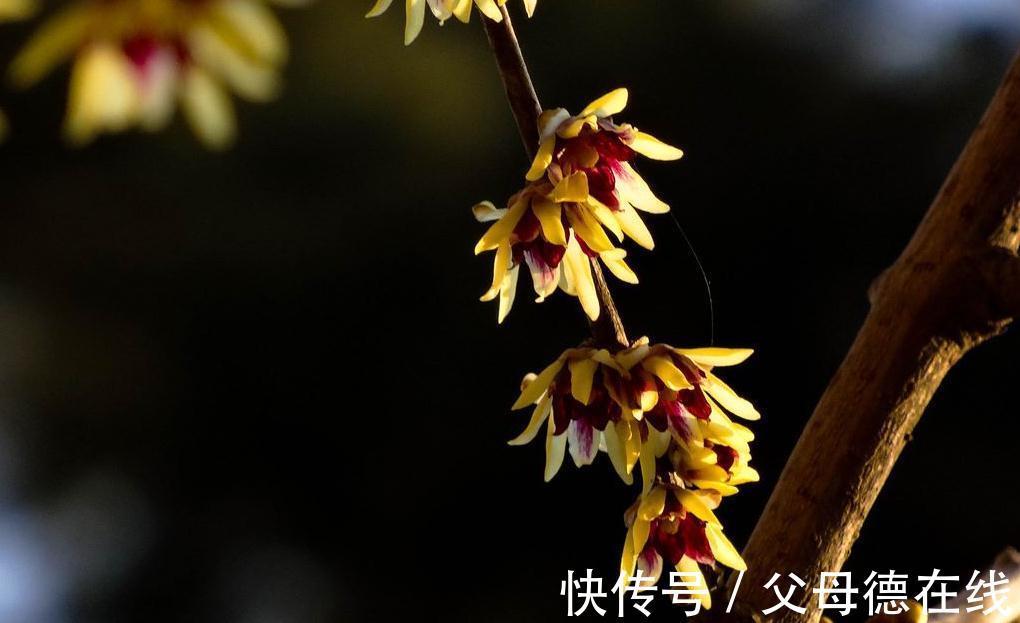 花谚|养腊梅的经验,也谈谈品种,养护和梅龟