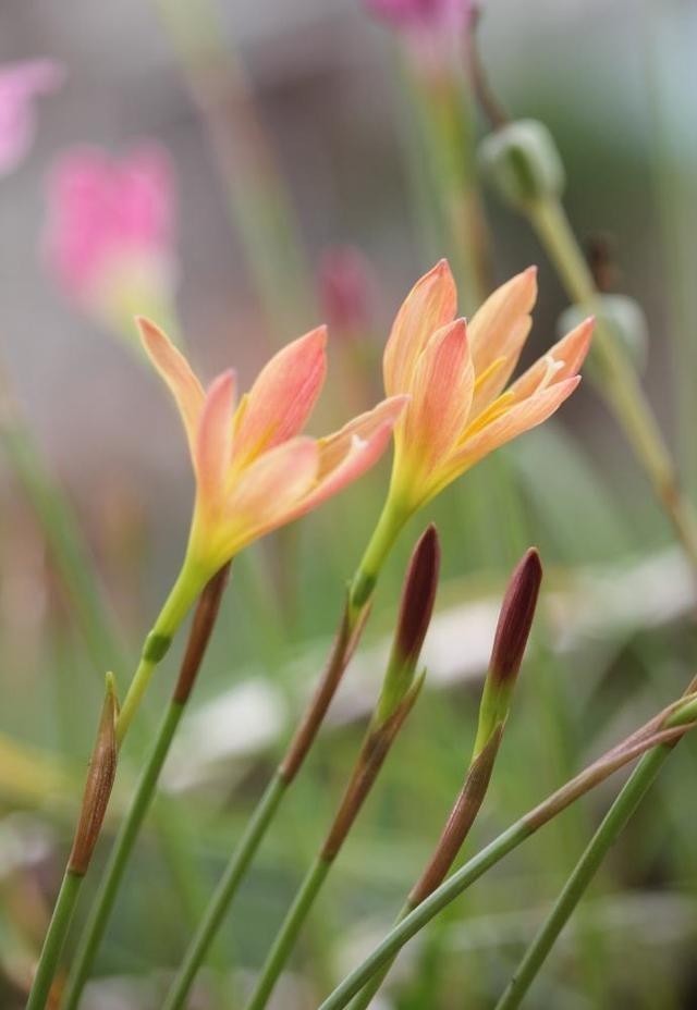 开花|让风雨兰“更勤花”,做到2步,半个月能复花,经常赏花