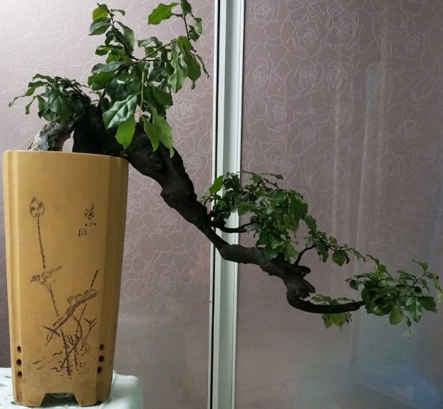 养一盆金弹子,这么照顾,3、4年长成老桩,越来越值钱