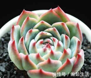 积水|这种多肉超耐旱，一个月不浇水，反而胖成肉墩子