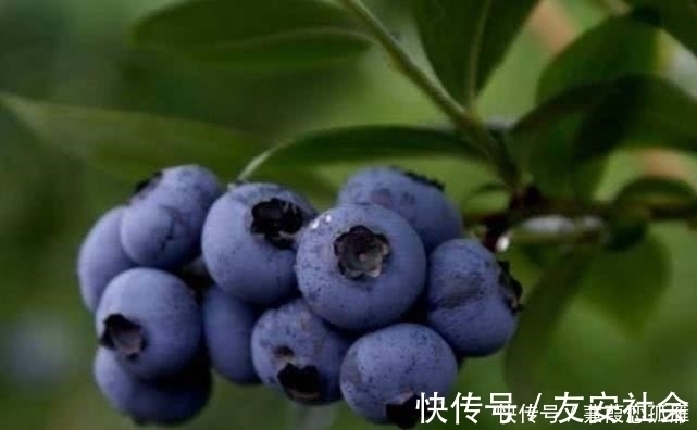 采摘|农村这野果有个外号叫“野蓝莓”，人们都爱吃，但却不知其功效！