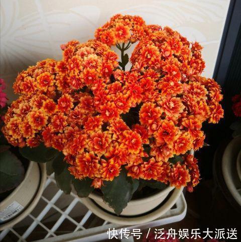 长寿花的花苞长得很少是怎么回事儿?注意这“4点”,让花苞满头