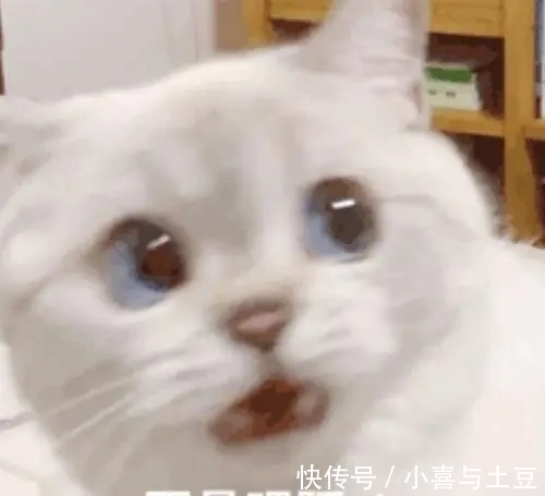 token|炼个BERT花了快1天？谷歌：我这是4810亿参数的巨型BERT