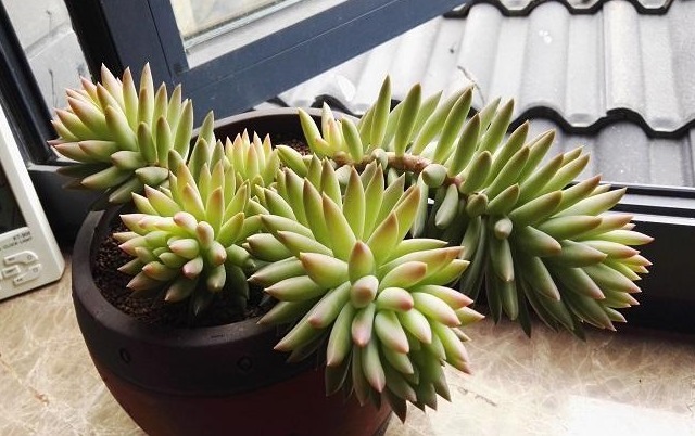 千佛手怎么养爆盆，教你几个小妙招，养护很简单！