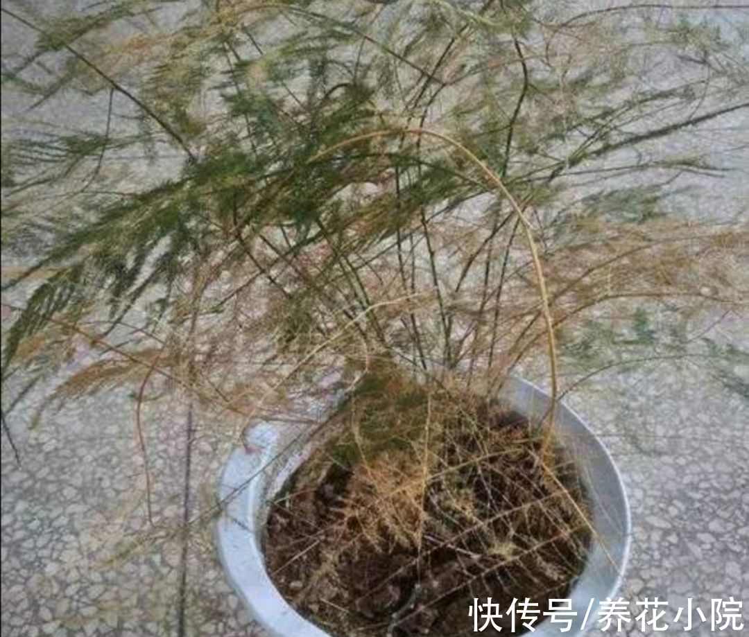 文竹叶子发黄，多是3个方面没做对，该如何解决呢？