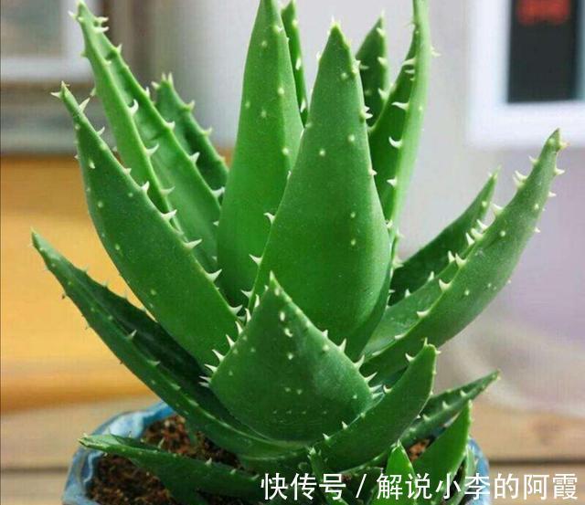 农历10月2日霜降后,养什么花?以下3种花,健康长寿福乐绵绵