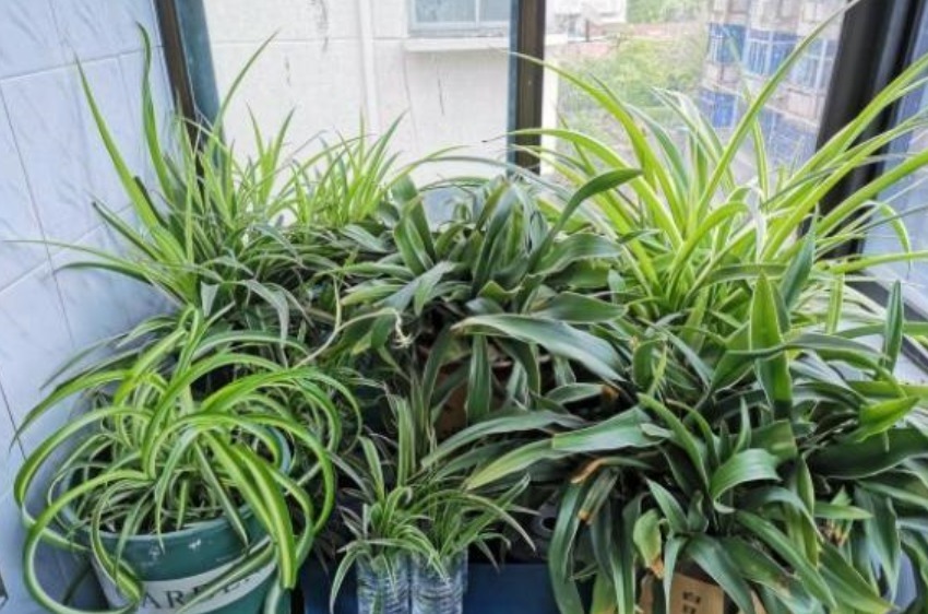 养花最容易犯的“5个错”,只要不改正,养一盆死一盆,赶紧调整