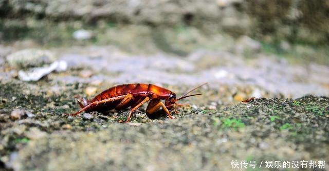 尘螨|隐藏在家里的过敏原,也会让孩子出现过敏反应:咳嗽、打喷嚏