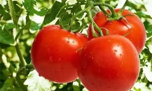 食物|秋天预防早衰，多吃的食物，预防衰老，排毒消脂，谁吃谁年轻