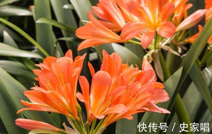 叶片子|你家的君子兰还没长出花苞,这三个小妙招送给你
