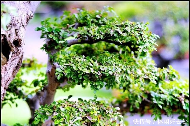 农村一种植物,农民用来做柴火,盆栽漂亮价值翻倍,一盆上千元!