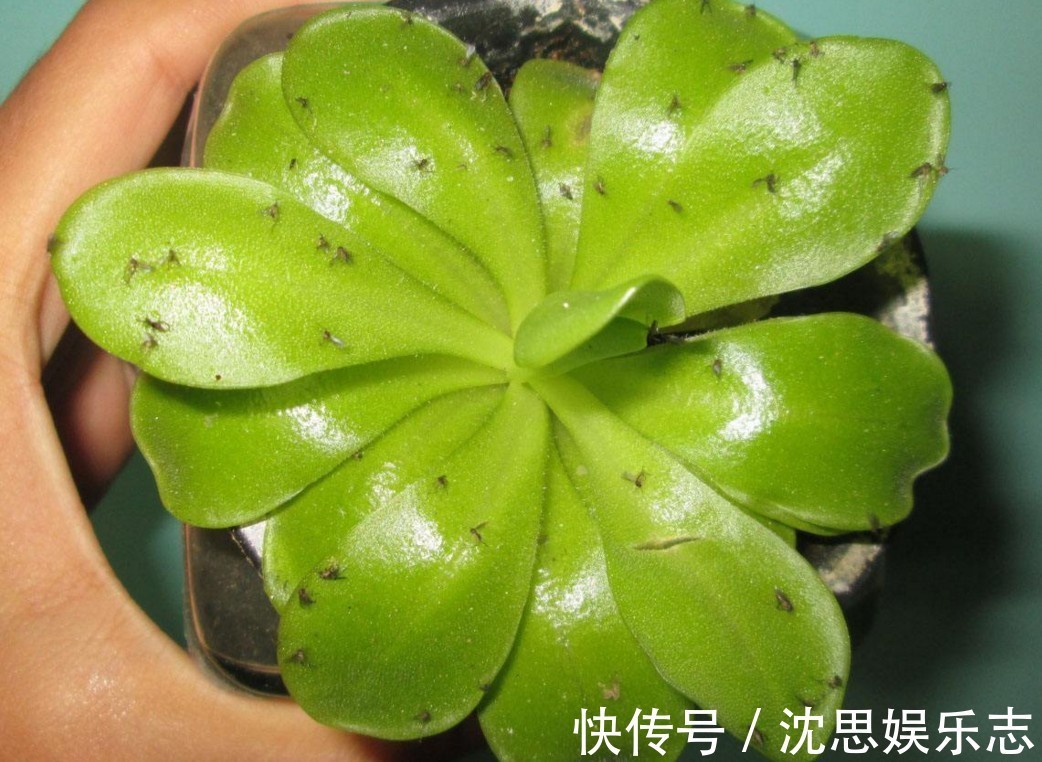 土壤|花盆里长虫子土壤“消消毒”才关键，教你3招，养啥都放心