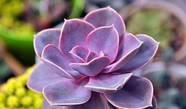 神秘高贵的紫色多肉植物，每一种都美极了，你认识多少种