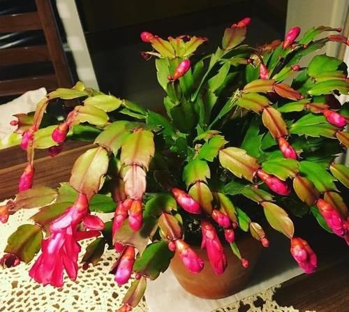 蟹爪兰长出新叶是红的，为什么？