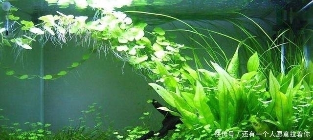 “水至清则无鱼,人至察则无徒”的含义,我们真正弄懂了