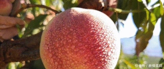 特别|在云南大理,有一种水果经历了春夏秋冬,现在吃正当时,脆甜多汁