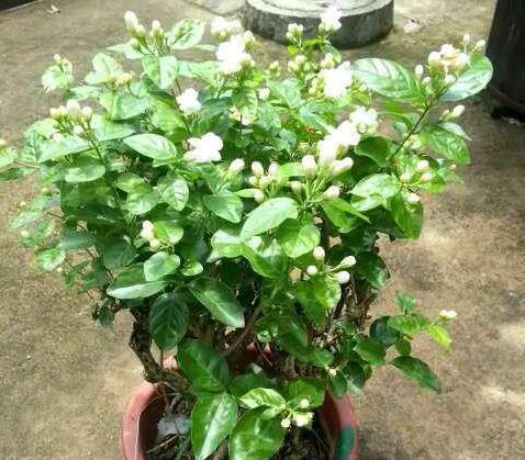 花苞|茉莉这样养，一年开5次，花苞多的压弯腰