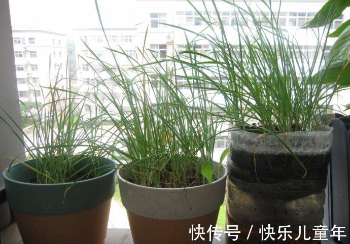栽种|5步教你盆栽韭菜,根根粗壮“像小葱”,过年割了,包饺子