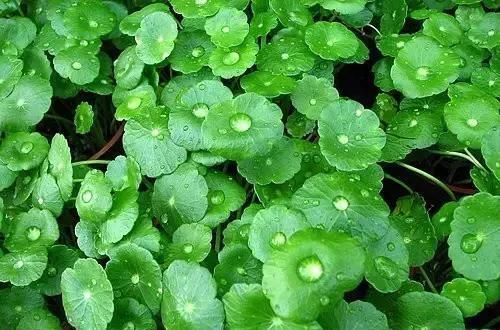  植物|野外4种植物，种在花盆里，养成漂亮小盆栽！?