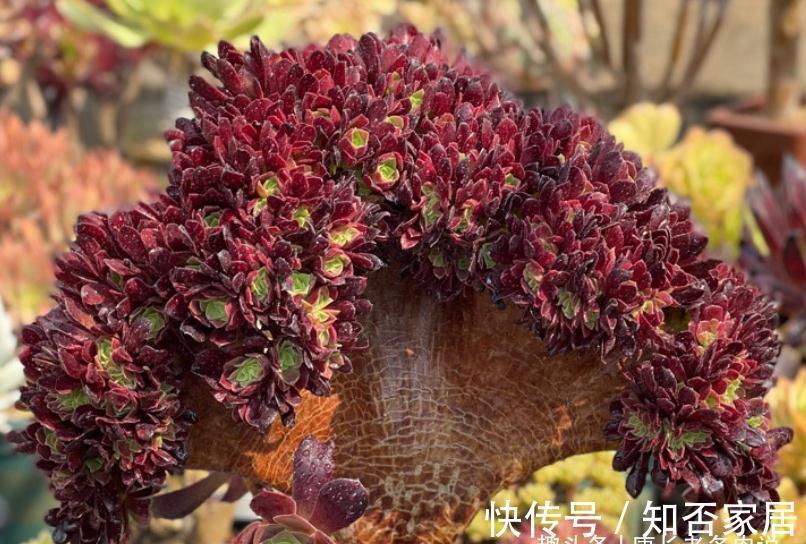 多肉法师舍不得买老桩？秋天入手小的也行，拿回家这样种很快服盆